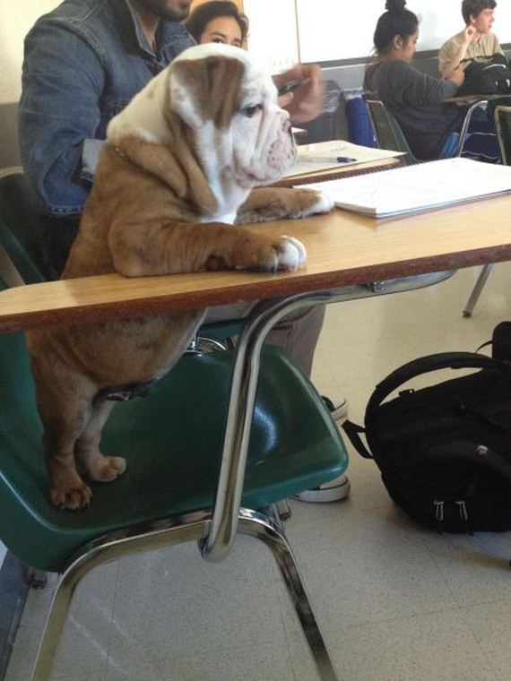 funny-pictures-689