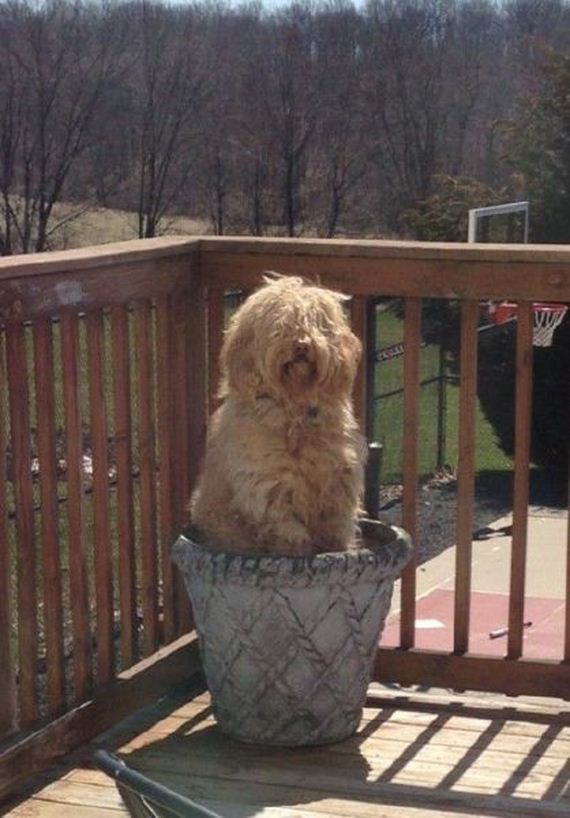 funny-pictures-689