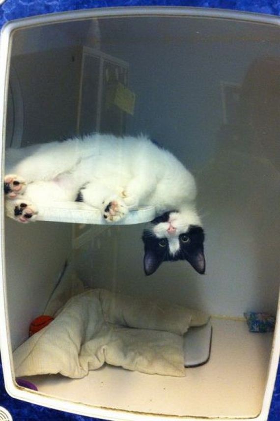 funny-pictures-690