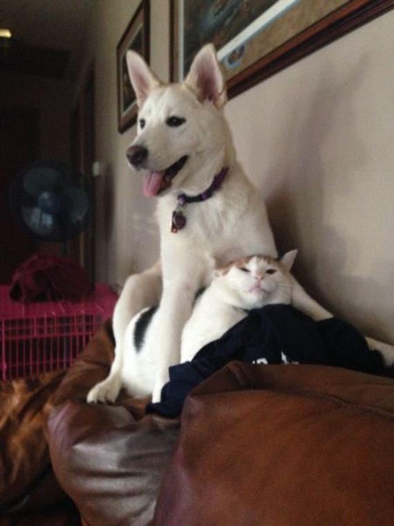 funny-pictures-690