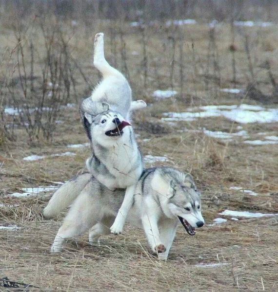 funny-pictures-696