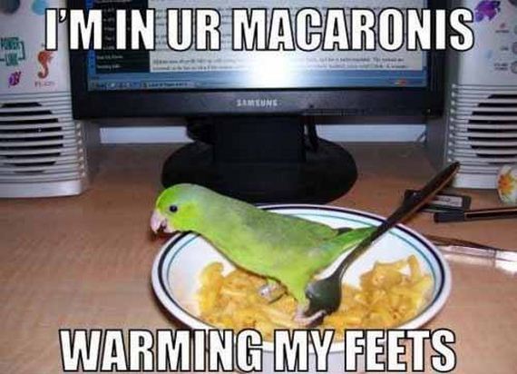 funny-pictures-697