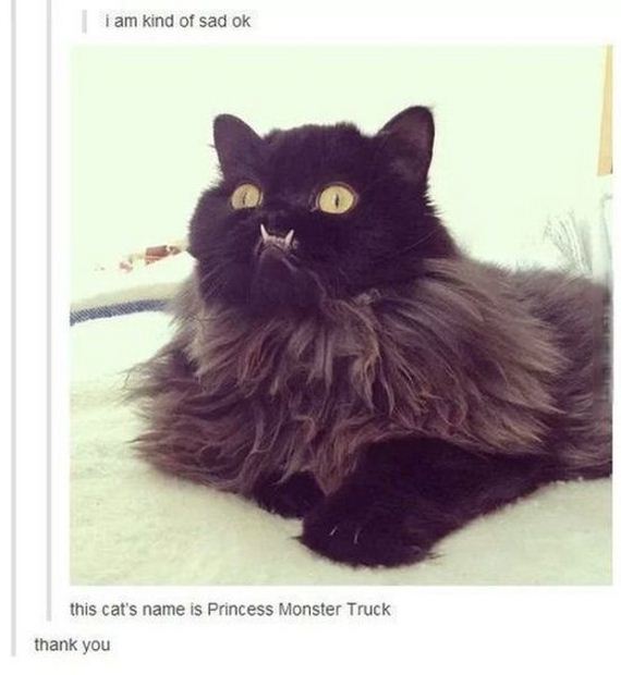 funny-pictures-697