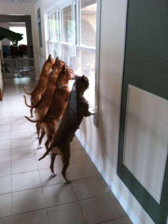 funny-pictures-698