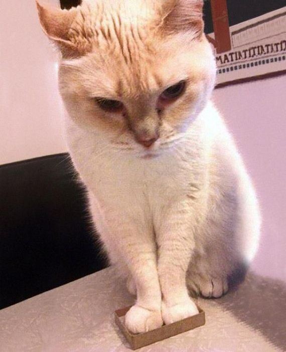 funny-pictures-698