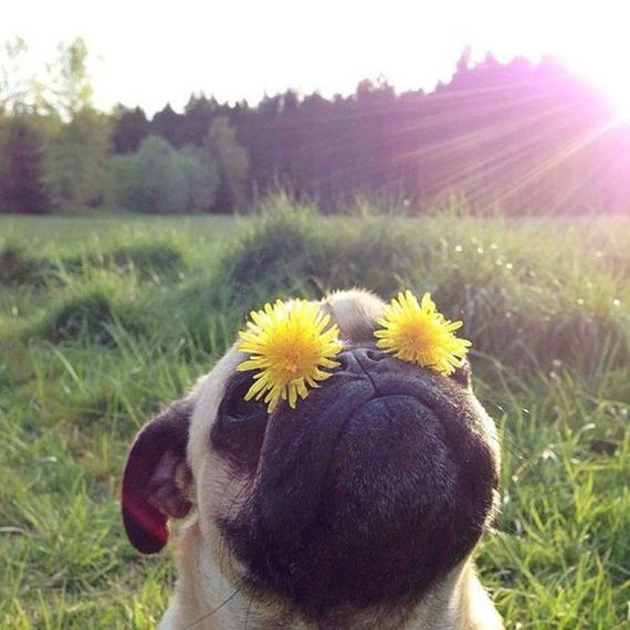 funny-pictures-700