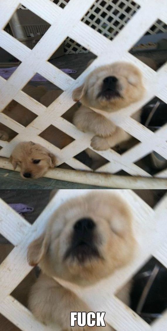 funny-pictures-702