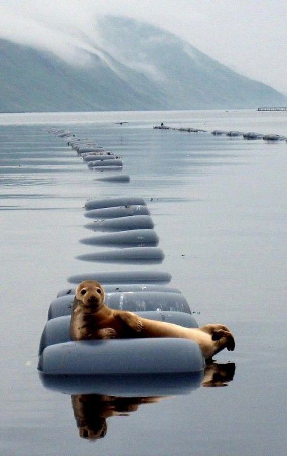 funny-pictures-702