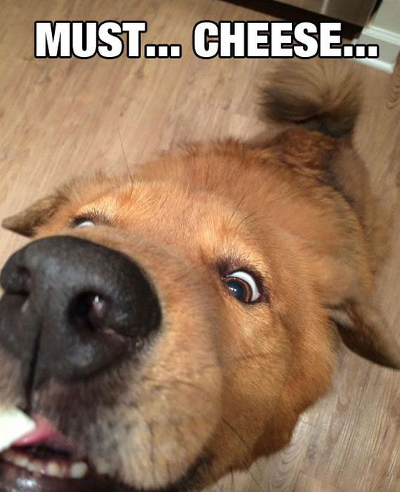 funny-pictures-702