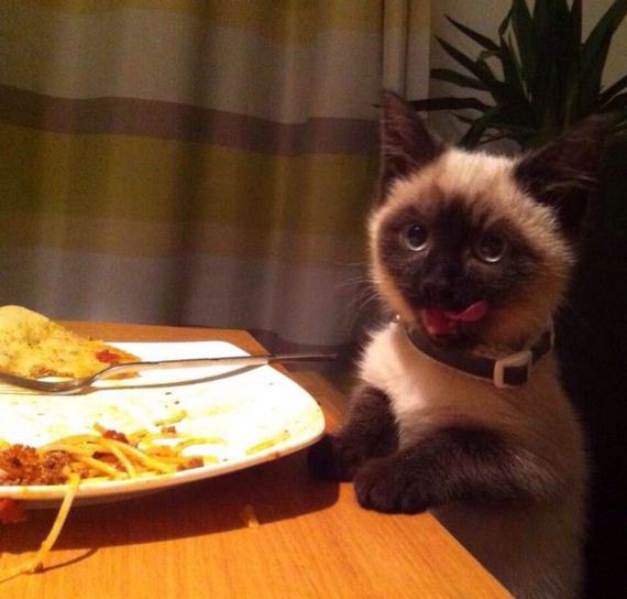funny-pictures-704