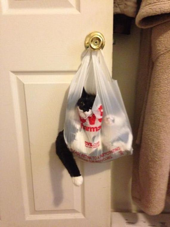funny-pictures-704