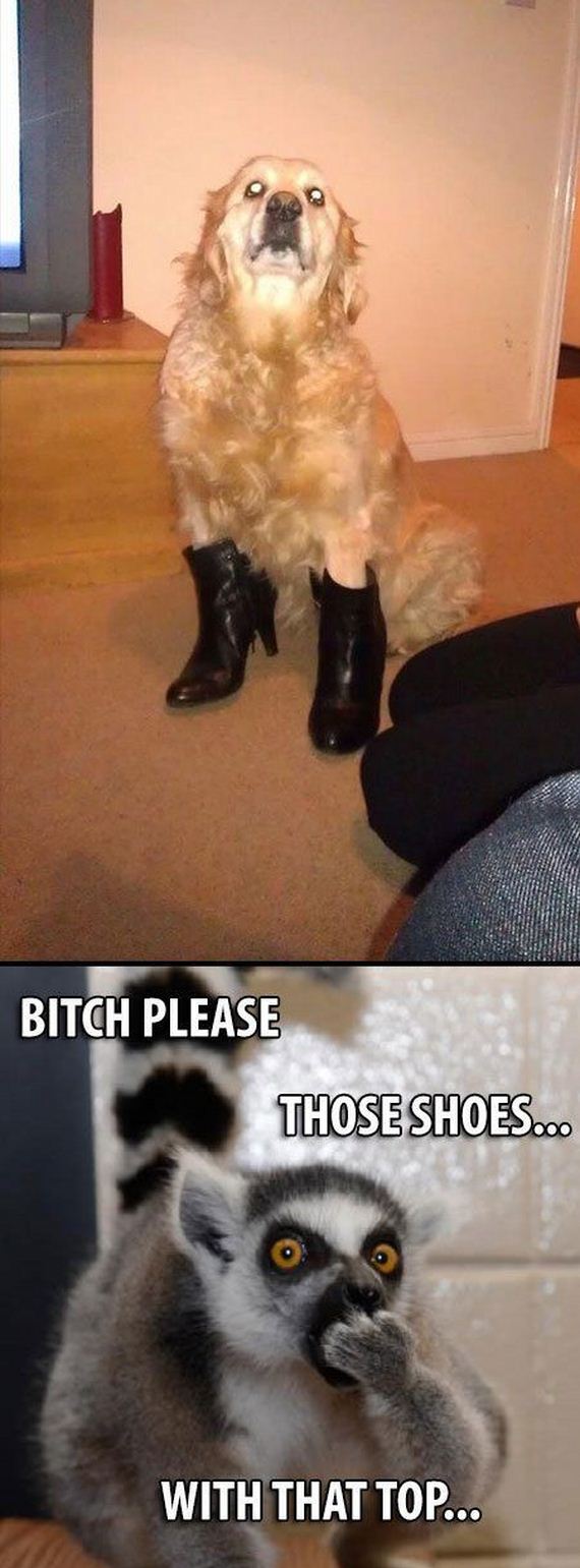 funny-pictures-706