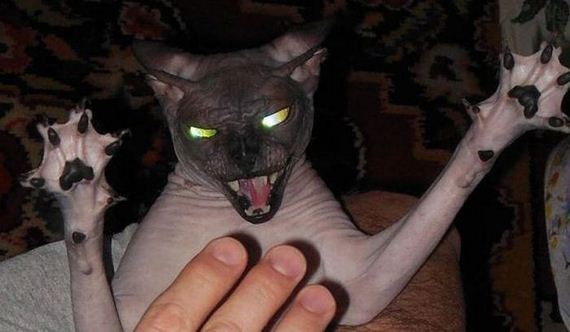 funny-pictures-706