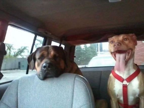 funny-pictures-708