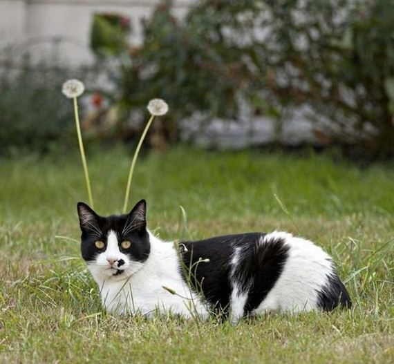 funny-pictures-708