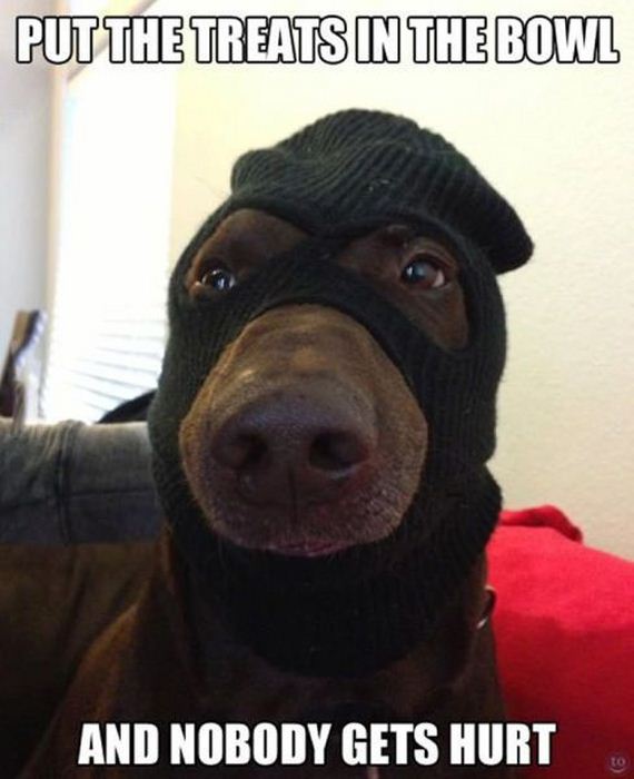 funny-pictures-709