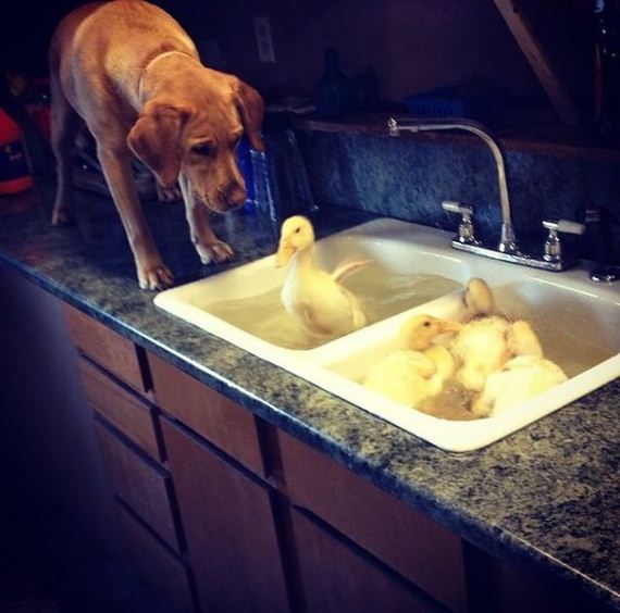 funny-pictures-709