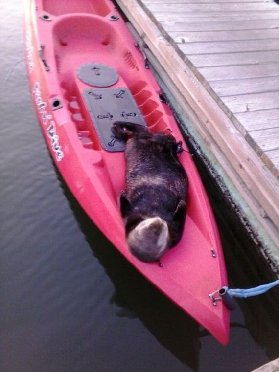 funny-pictures-710