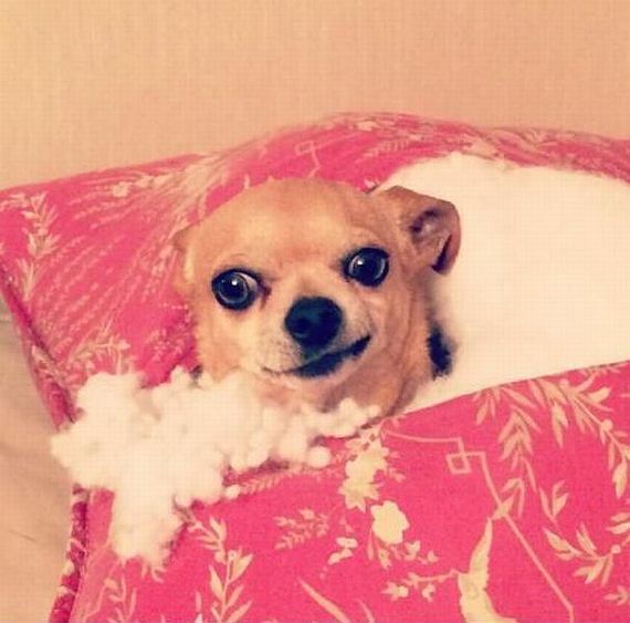funny-pictures-715