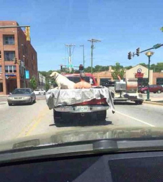 funny-pictures-715