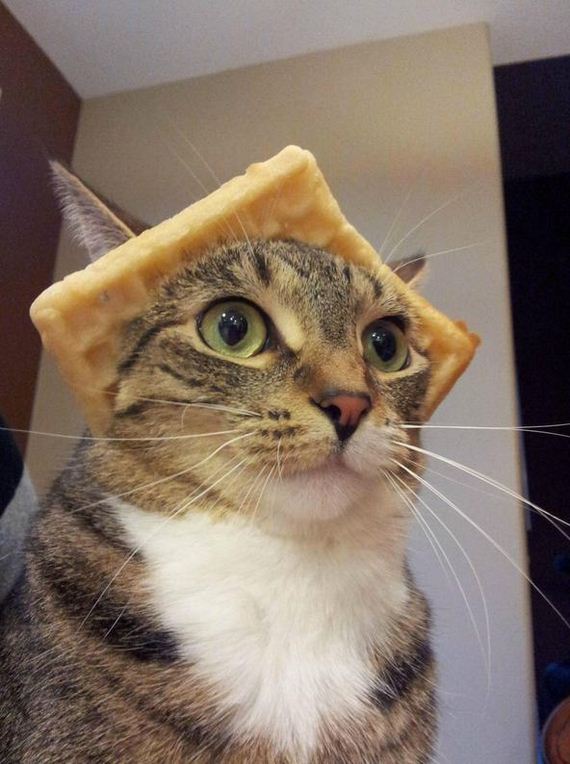 funny-pictures-716