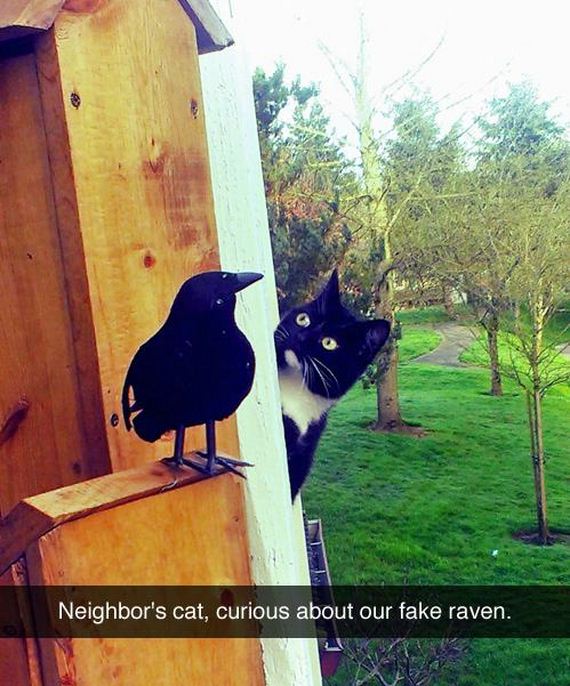 funny-pictures-716