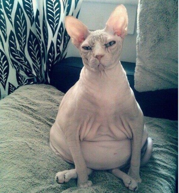funny-pictures-722