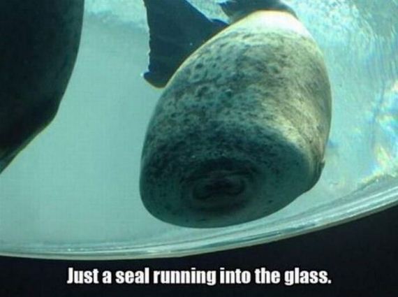 funny-pictures-723