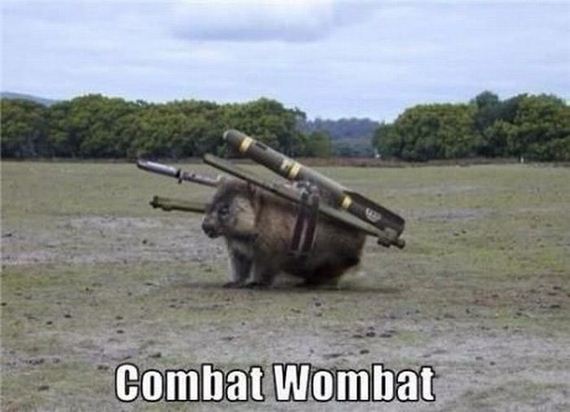 funny-pictures-723