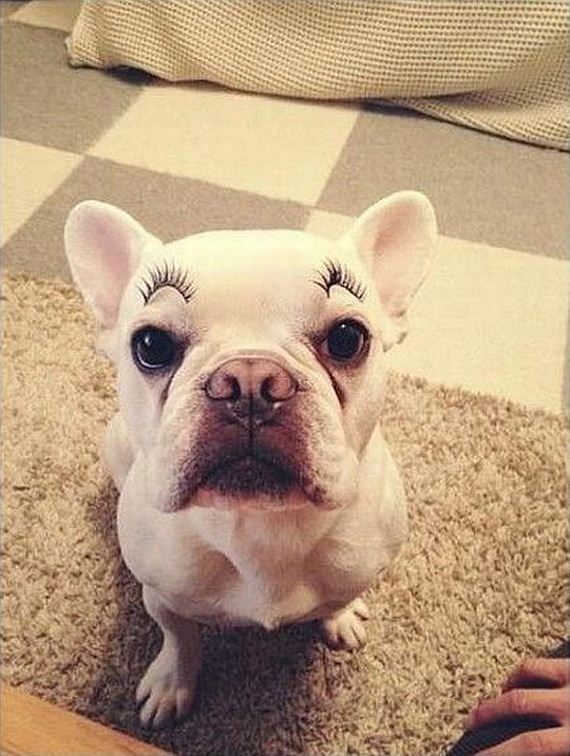 funny-pictures-723