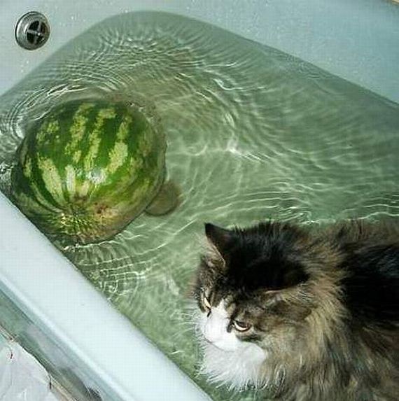 funny-pictures-723