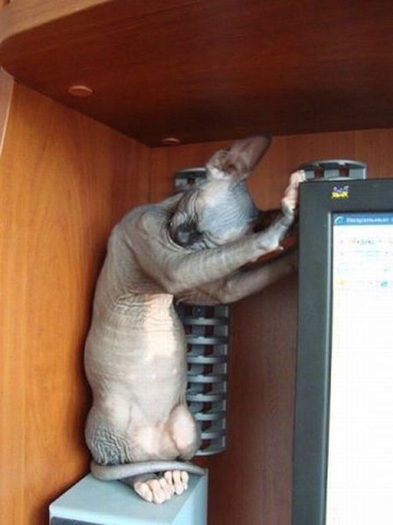 funny-pictures-723