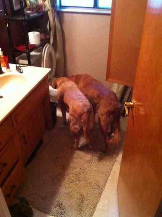 funny-pictures-727