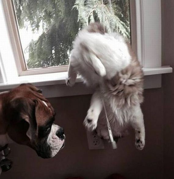 funny-pictures-727