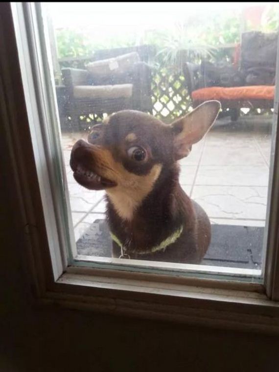 funny-pictures-727