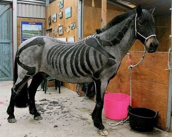 funny-pictures-728