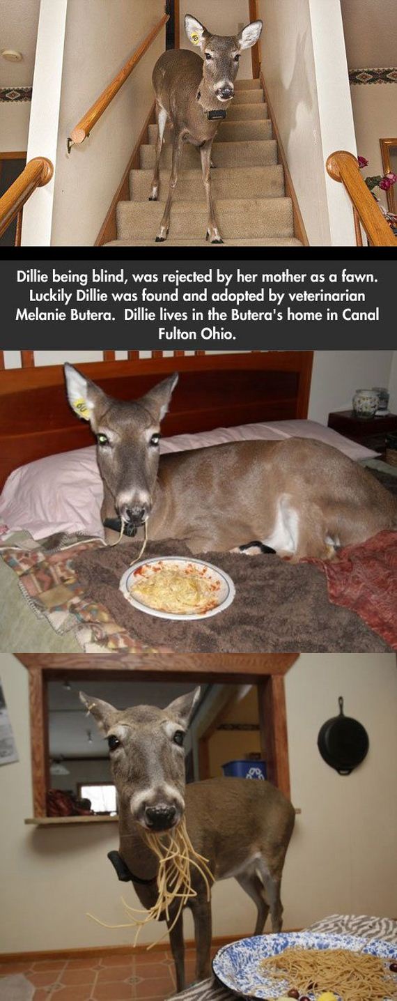 funny-pictures-729