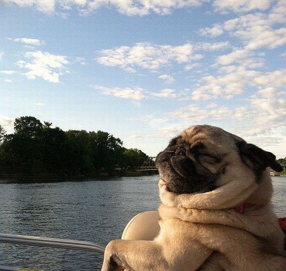funny-pictures-729