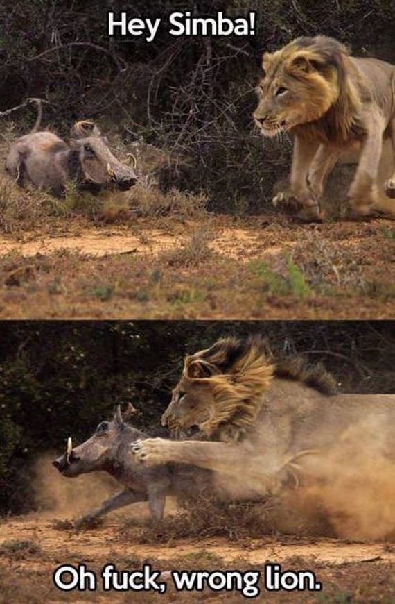 funny-pictures-731