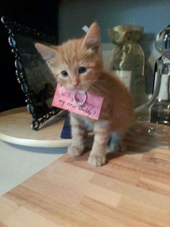 funny-pictures-731