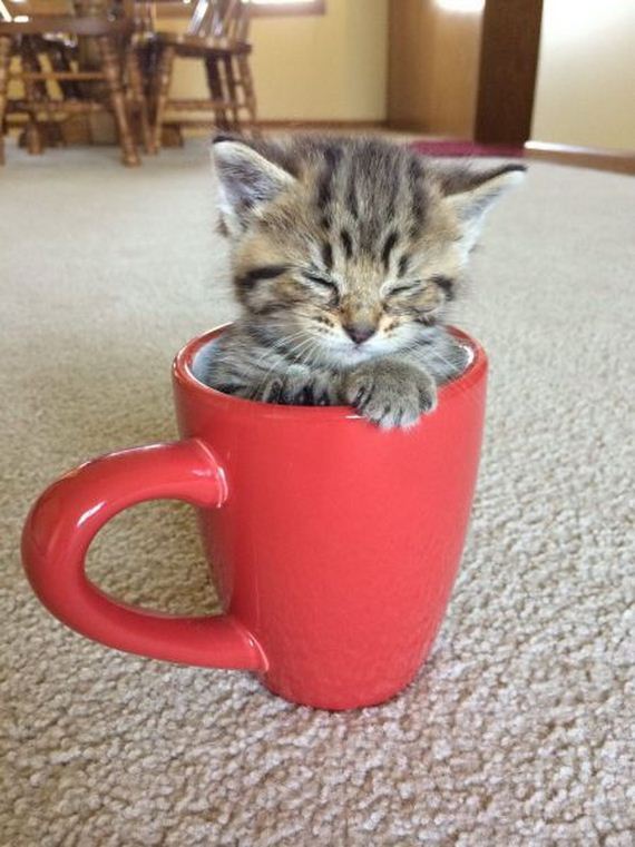funny-pictures-731