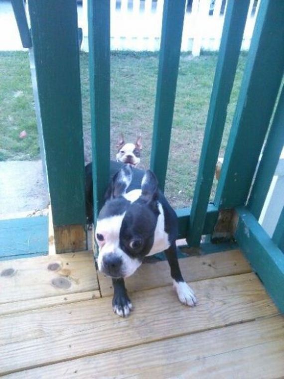 funny-pictures-732