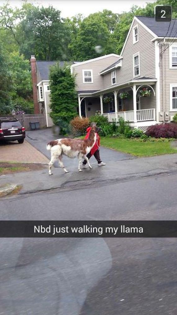 funny-pictures-732
