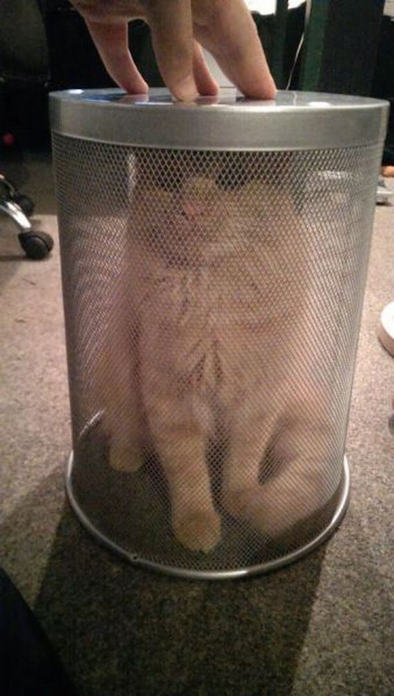 funny-pictures-732