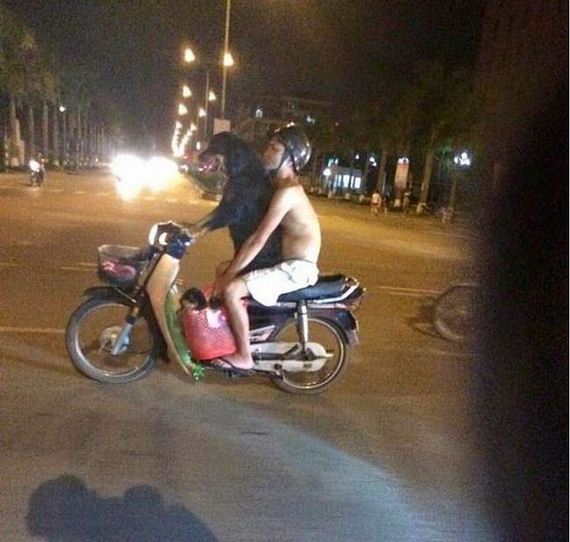 funny-pictures-732