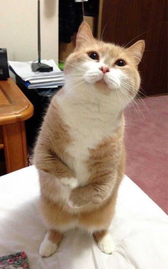 funny-pictures-732