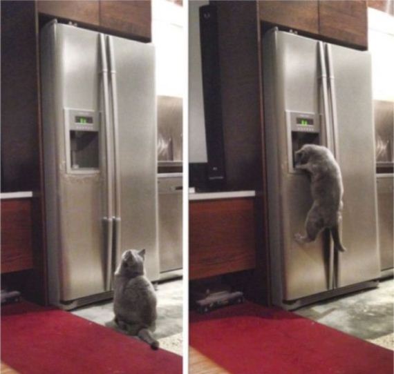 funny-pictures-733