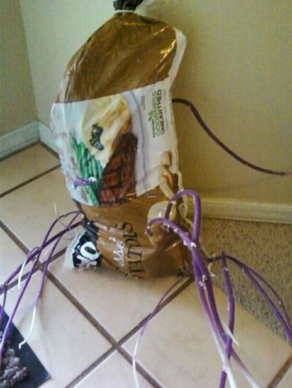 funny-pictures-735