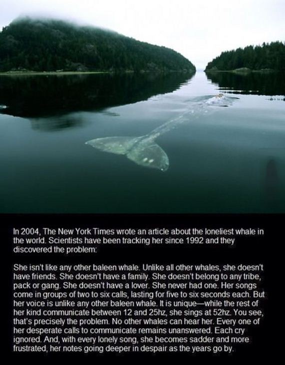funny-pictures-736
