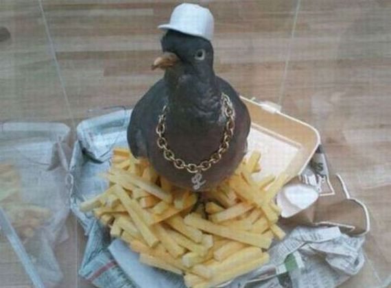 funny-pictures-736